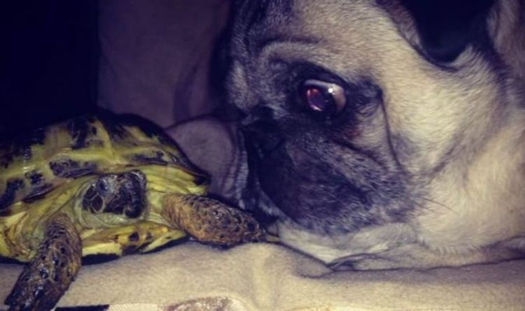 Rencontrez la tortue et le carlin qui sont devenus les meilleurs amis improbables
