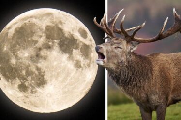 Signification de Buck Moon : Quelle est la signification de la Pleine Lune de juillet et de son nom ?