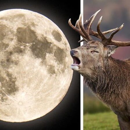 Signification de Buck Moon : Quelle est la signification de la Pleine Lune de juillet et de son nom ?