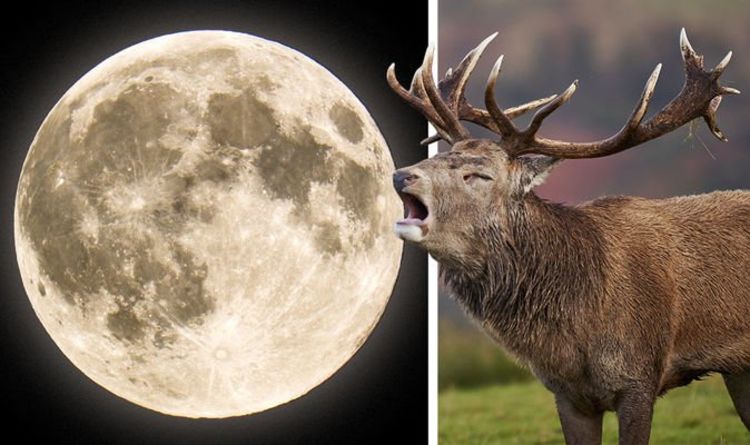 Signification de Buck Moon : Quelle est la signification de la Pleine Lune de juillet et de son nom ?