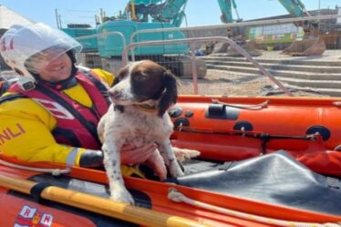 Springer Spaniel chien sauvé par l'équipe RNLI Porthcawl après trois milles de nage