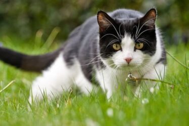 Symptômes de pancytopénie : les NEUF signes à surveiller chez votre chat