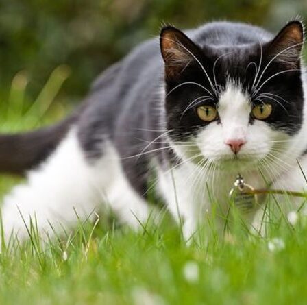 Symptômes de pancytopénie : les NEUF signes à surveiller chez votre chat