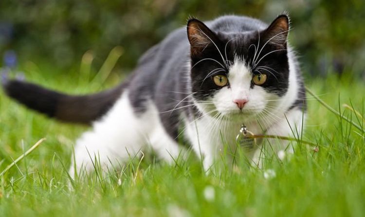 Symptômes de pancytopénie : les NEUF signes à surveiller chez votre chat