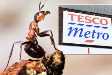"Très en colère et bouleversé": les jardiniers critiquent Tesco pour une publicité contre les fourmis - "vous fait vous sentir désespéré"