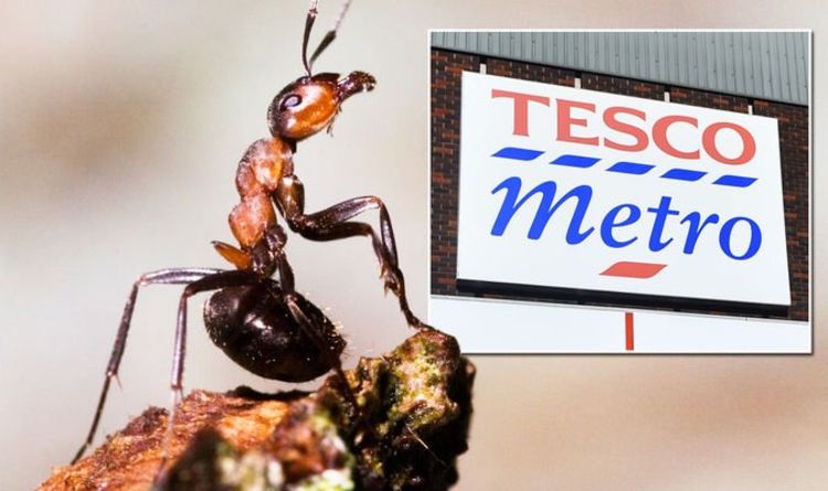 "Très en colère et bouleversé": les jardiniers critiquent Tesco pour une publicité contre les fourmis - "vous fait vous sentir désespéré"