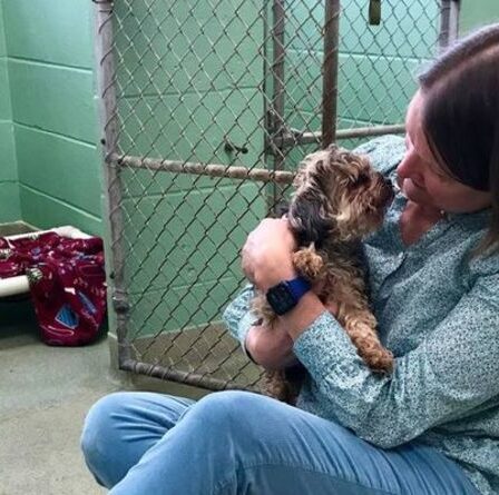 Un chien disparu il y a sept ans retrouvé à vendre à 1 000 kilomètres de là