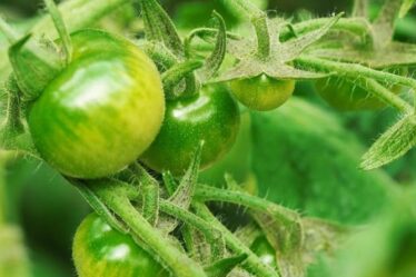 Un expert en jardinage explique comment faire mûrir les tomates vertes - « déracinez toute la plante ! »