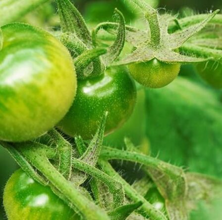 Un expert en jardinage explique comment faire mûrir les tomates vertes - « déracinez toute la plante ! »