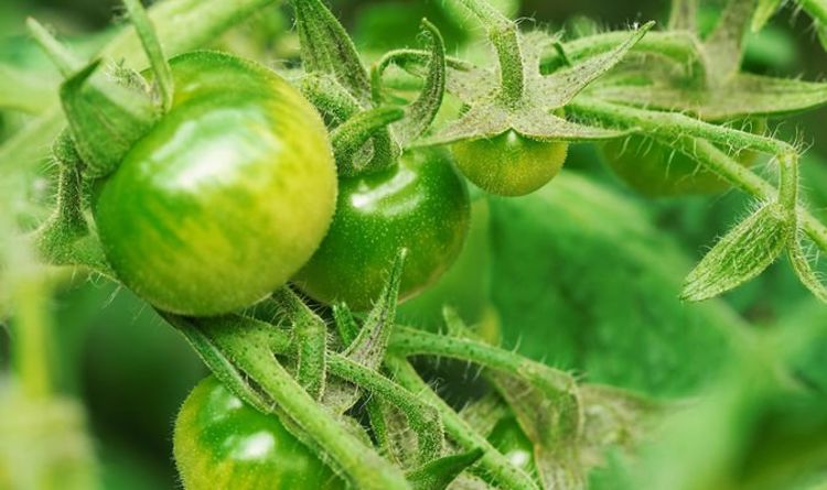 Un expert en jardinage explique comment faire mûrir les tomates vertes - « déracinez toute la plante ! »