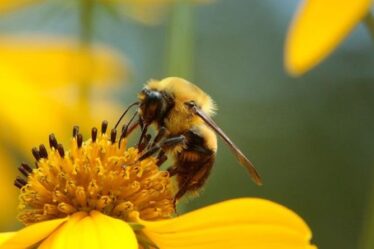 Un expert en jardinage partage les meilleures plantes pour attirer les pollinisateurs après un « déclin inquiétant »