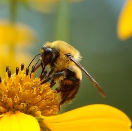 Un expert en jardinage partage les meilleures plantes pour attirer les pollinisateurs après un « déclin inquiétant »