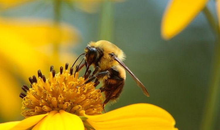 Un expert en jardinage partage les meilleures plantes pour attirer les pollinisateurs après un « déclin inquiétant »