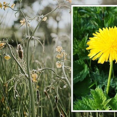 Un expert en plantes explique pourquoi les mauvaises herbes sont « excellentes » pour votre jardin – « pourquoi les arracher ? »