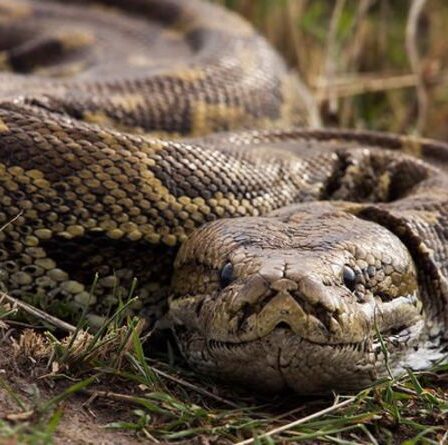 Un homme de 65 ans souffre d'un voyage horrible aux toilettes après qu'un python de 5 pieds émerge pour lui "pincer" les parties génitales