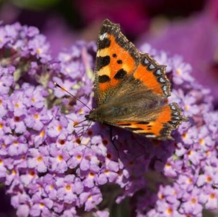 Un papillon 'éteint' est revenu d'entre les morts après sa disparition dans les années 1960