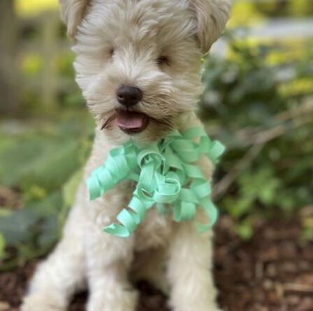 Un petit chiot abandonné né sans yeux en raison d'un surélevage cherche un nouveau foyer
