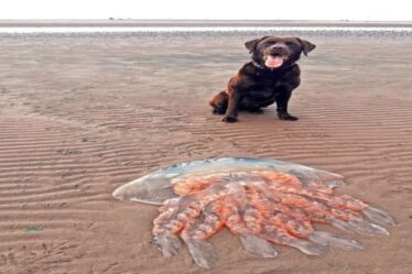 Une méduse géante plus grosse qu'un labrador trouvée sur une plage écossaise