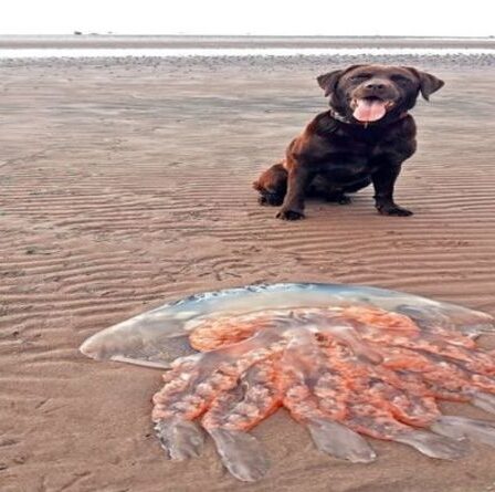 Une méduse géante plus grosse qu'un labrador trouvée sur une plage écossaise