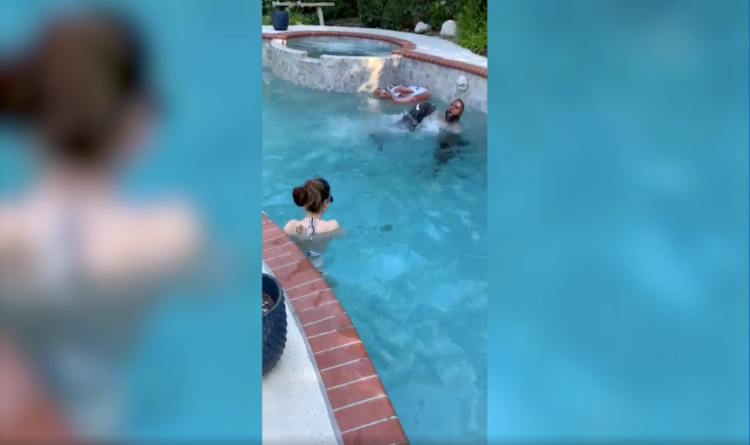 Une vidéo virale montre un chien américain plongeant pour sauver le propriétaire de la «noyade» de la piscine