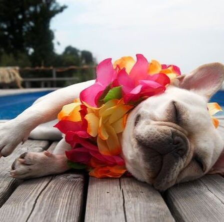 Vacances avec chien : comment faire le voyage parfait avec votre toutou