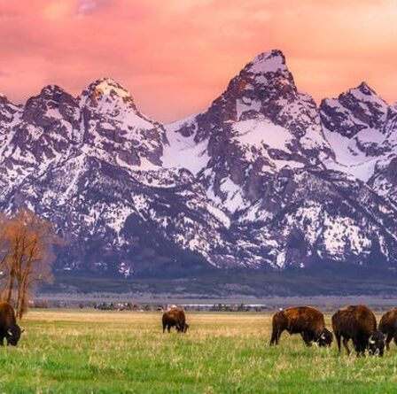 Yellowstone menace les humains alors que les thermomètres atteignent les températures les plus élevées en 800 000 ans