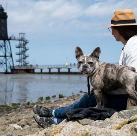 Meilleures vacances pour chiens : Trouvez la destination parfaite en fonction de votre race