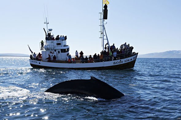 Voyage d'observation des baleines