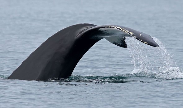 Une baleine à bosse « fouette » la queue au large des côtes islandaises