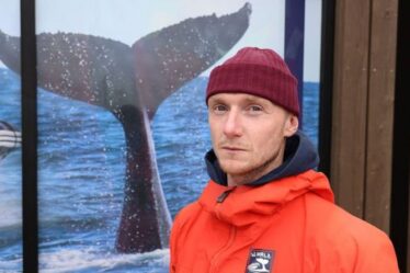Les touristes dirigent le commerce de la viande de baleine en Islande