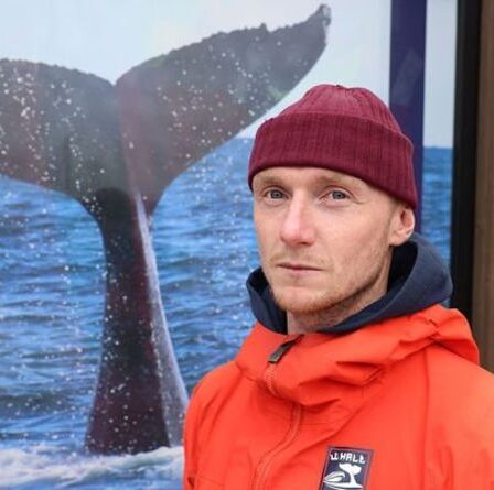 Les touristes dirigent le commerce de la viande de baleine en Islande