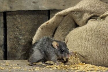 Avertissement d'infestation de rats au Royaume-Uni: la lutte antiparasitaire blâme la «tempête parfaite» pour un nombre record de maisons