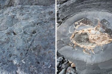 Percée archéologique : les tubes dans la roche pourraient être les plus anciens fossiles d'animaux jamais créés