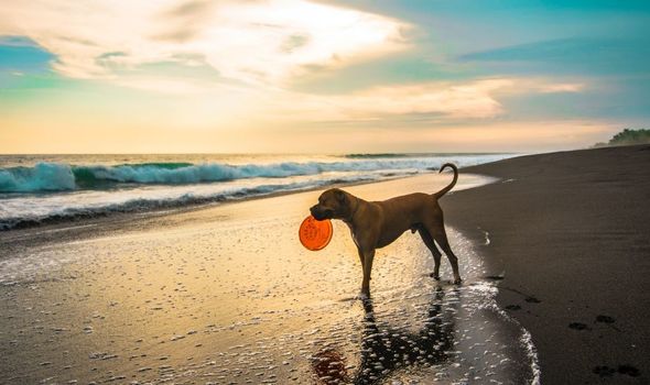 Les chiens peuvent mourir s'ils boivent de l'eau de mer 