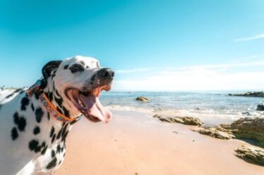 Les chiens peuvent mourir s'ils boivent de l'eau de mer - un vétérinaire explique comment diagnostiquer et traiter