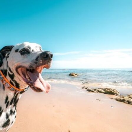 Les chiens peuvent mourir s'ils boivent de l'eau de mer - un vétérinaire explique comment diagnostiquer et traiter
