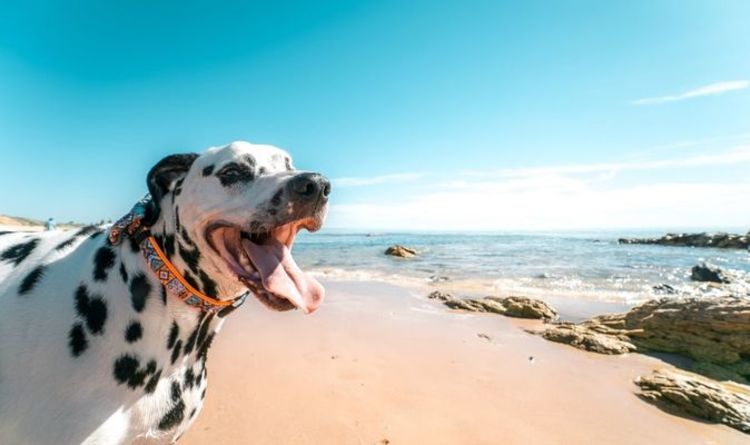 Les chiens peuvent mourir s'ils boivent de l'eau de mer - un vétérinaire explique comment diagnostiquer et traiter