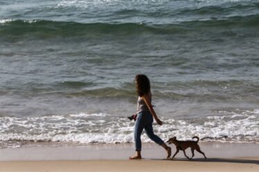 Offrez à votre toutou ces six plages acceptant les chiens pour une escapade de dernière minute pendant les jours fériés