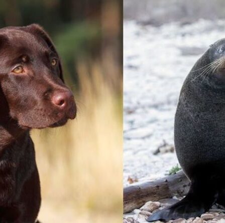 Regardez: le chien et le lion de mer deviennent des amis improbables dans un clip viral TikTok