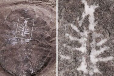 Percée archéologique : "Une découverte sur un million" après la scission d'un fossile