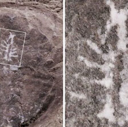 Percée archéologique : "Une découverte sur un million" après la scission d'un fossile