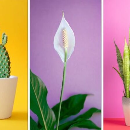 Jardinage : Plantes d'intérieur faciles d'entretien qui sont presque impossibles à tuer pour les débutants