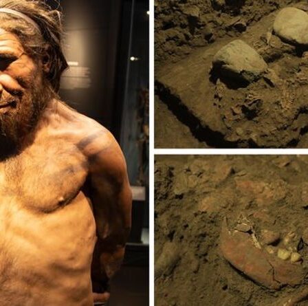 Énigme de l'évolution humaine : la découverte d'ADN représente une "lignée humaine divergente jusqu'alors inconnue"