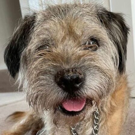 Alfie the Border Terrier est-il le plus vieux de sa race au Royaume-Uni ?