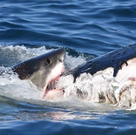 Attaque de requin: une bande de grands blancs déclenche un assaut «inimaginable» près de Cape Cod