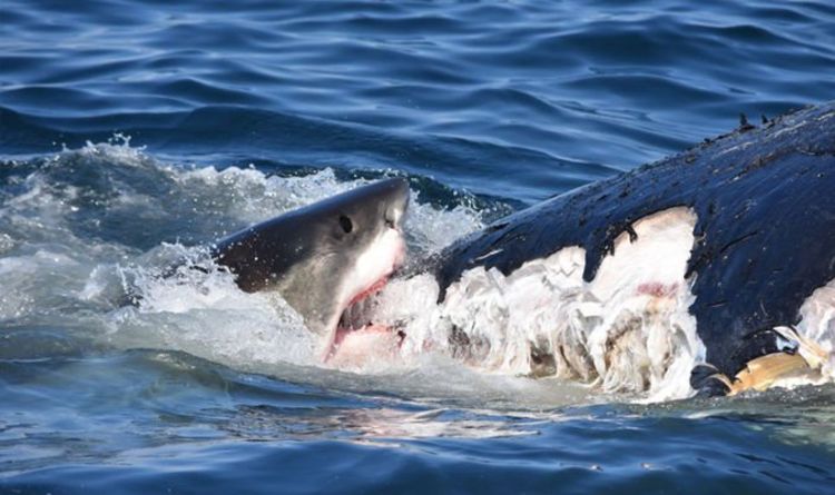 Attaque de requin: une bande de grands blancs déclenche un assaut «inimaginable» près de Cape Cod