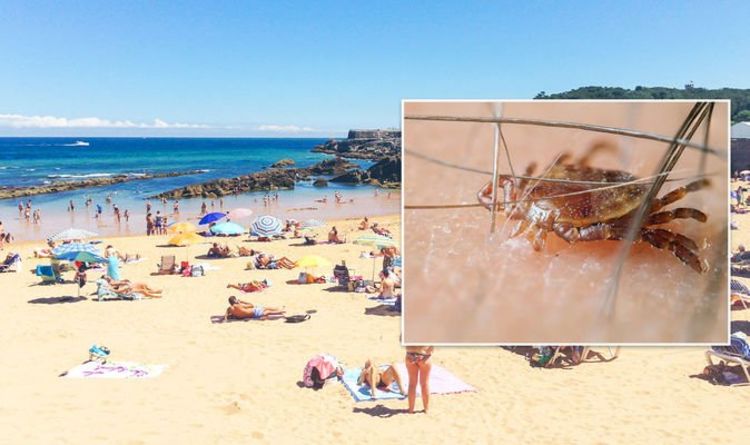 Avertissement sur les plages d'Espagne: les touristes sont invités à "rester vigilants" face à une explosion de tiques "mortelles"