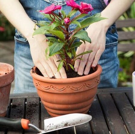 'Ça peut être fait!' Un pro du jardinage explique ce que les Britanniques peuvent planter maintenant