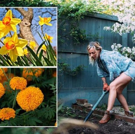 Cinq fleurs à semer la semaine prochaine - conseils pour les plantes de septembre