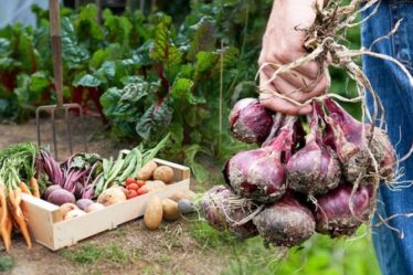 Cinq légumes que vous devriez semer cette semaine - Conseils d'attribution de septembre